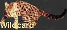 Wildcard
