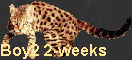 Boy2 2-weeks