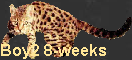 Boy2 8-weeks