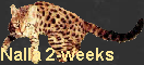 Nalla 2-weeks