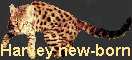 Harvey new-born