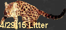 4/29/15 Litter